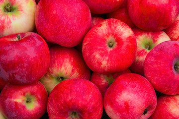 Heap of Apples. Background from ripe apples. Freshly harvested organic apples. Apples Red-yellow like a background. Apples close up.
