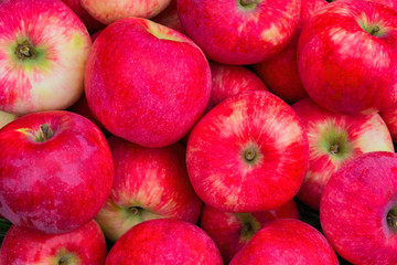 Heap of Apples. Background from ripe apples. Freshly harvested organic apples. Apples Red-yellow like a background. Apples close up.