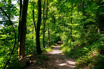 Fototapeta na wymiar Wald in der Nähe des Haut Barr in Saverne in den Vogesen