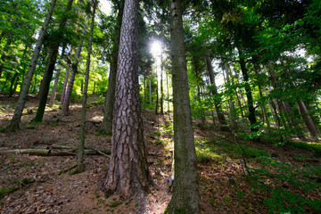 Wald in der Nähe des Haut Barr in Saverne in den Vogesen