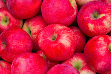 Heap of Apples. Background from ripe apples. Freshly harvested organic apples. Apples Red-yellow like a background. Apples close up.