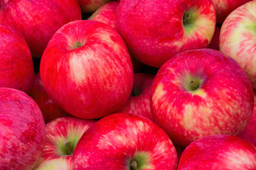 Heap of Apples. Background from ripe apples. Freshly harvested organic apples. Apples Red-yellow like a background. Apples close up.