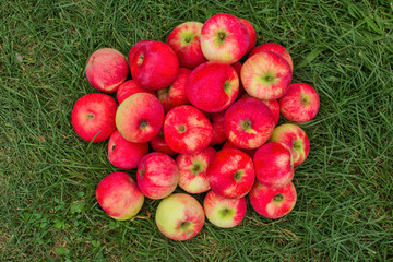 Red Apples on the Grass. Apples in the garden. Heap apples on green grass. Heap apples close up.