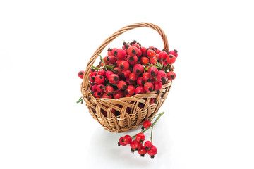 ripe red dogrose in a basket isolated on white