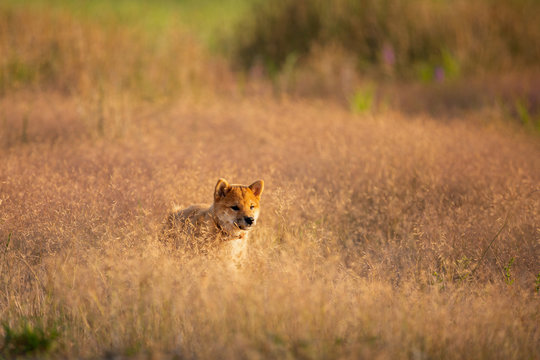 Cute and crazy Young Red Shiba Inu Puppy Dog running fast In the Meadow at golden sunset