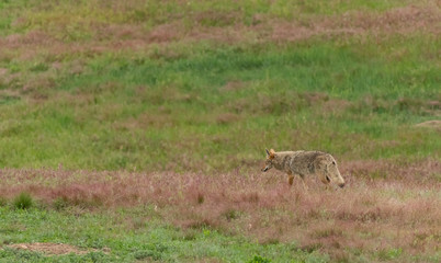 Coyote Strolls Through Prarie Dog Town