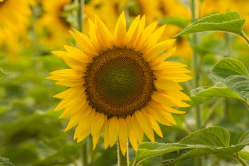 Young sunflower flower close up, soft focus