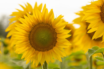 Young sunflower flower close up, soft focus