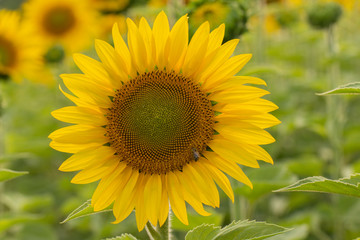 Young sunflower flower close up, soft focus