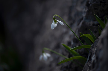 snowdrop flower