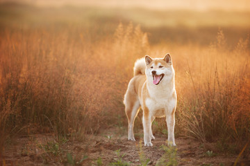 Beautiful Red Shiba inu dog standing in the field in summer at sunset