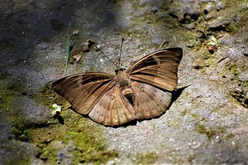 butterfly on a leaf