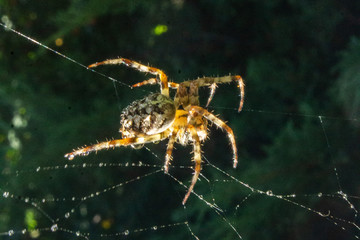 spider on web threads hung with drops of dew in the morning sun