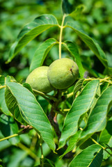 walnut kernel on a tree