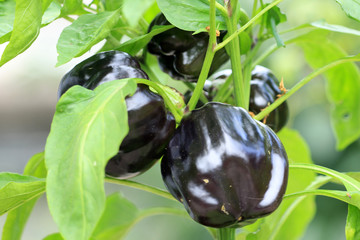 Schwarze Paprika