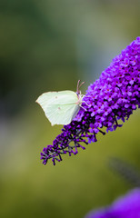 Zitronenfalter Schmetterling