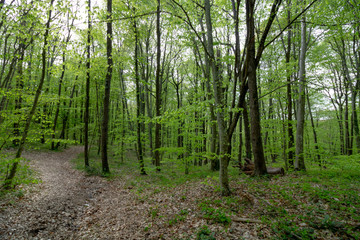 Obraz premium path in the forest