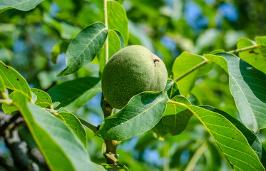 walnut kernel on a tree