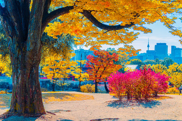 Naklejka na ściany i meble Autumn in Korea in Gyeongbokgung Palace South Korea