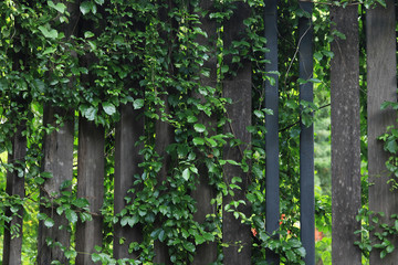 green creeper plant in the garden