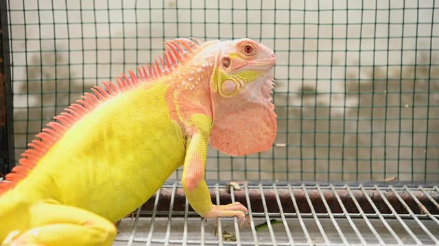 Exotic yellow and orange lizard iguana in zoo as human pet friend with natural background. Animal and reptile concept.