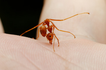red ant bite skin human background