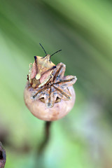 Nördliche Fruchtwanze