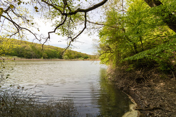a lake in the forest