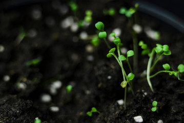 Little plant in the pot