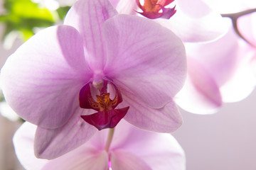 Close-up of a pink orchid flower. Orchid bud in high resolution.