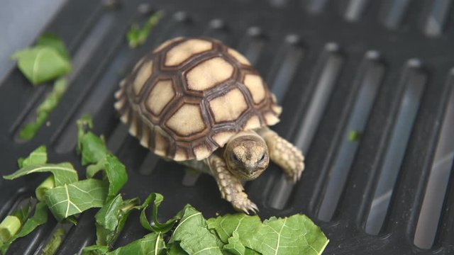 Baby African spurred tortoise crawling in plastic box for human pet friend. Closeup cute little beauty Geochelone sulcata turtle species. 4K footage video