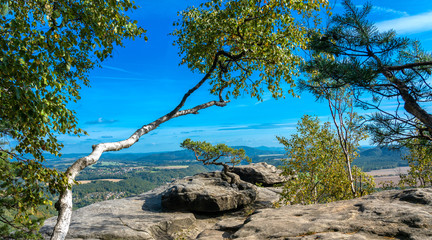 Bäume auf dem Pfaffenstein in Sachsen
