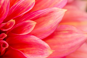 Fototapeta na wymiar Fresh pink dahlia flower, photographed at close range, with emphasis on petal layers. Macro photography