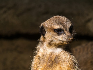 Suricate