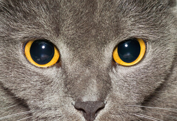 Yellow eyes of a grey British cat closeup
