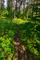 Forests path