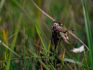 Sauterelle & sa bulle d'eau