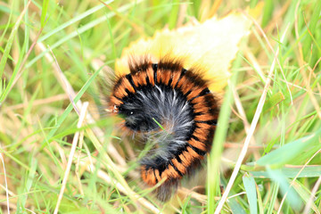 Brombeerspinner Raupe