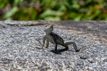 Rainbow lizard, Agama agama, colorful lizard standing in Africa, female