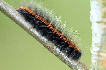 Brombeerspinner Raupe