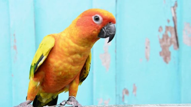 Sun Conure parrot bird in human house as pet relax and rest on branch. Animal and Bird concept. 4 K Footage video