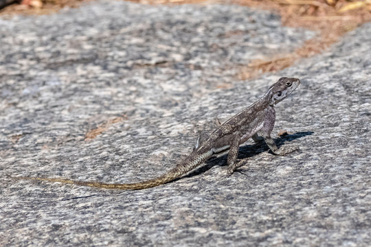 Rainbow lizard, Agama agama, colorful lizard standing in Africa, female