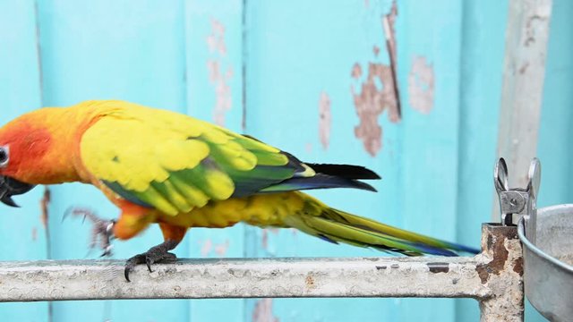 Sun Conure parrot bird in human house as pet relax and rest on branch. Animal and Bird concept. 4 K Footage video