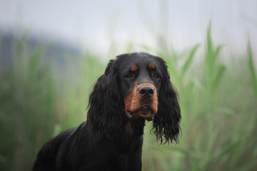 Gorgeous Black and tan setter gordon dog sitting in the field in summer