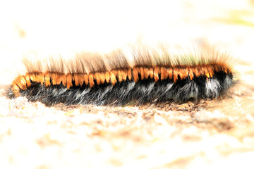 Brombeerspinner Raupe
