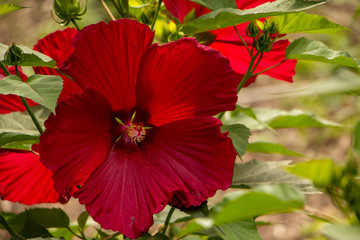 Hibiscus, a large fresh red flower in the garden. This flower makes great aromatic teas.