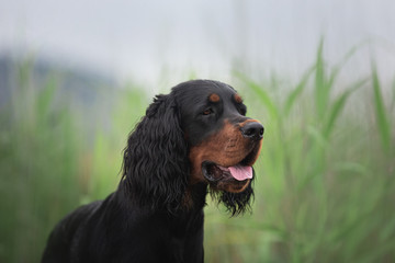 Gorgeous Black and tan setter gordon dog sitting in the field in summer
