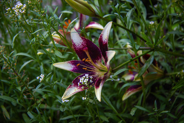 White-purple lily in the thickets of grass in the garden