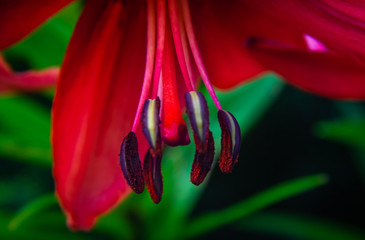 Pistil and stamens of a red lily close-up