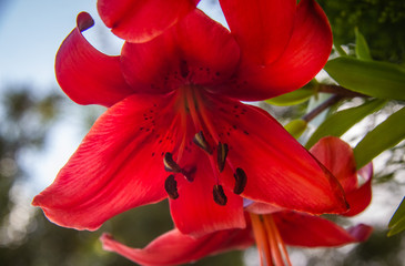 Red spotted lily against the sky
